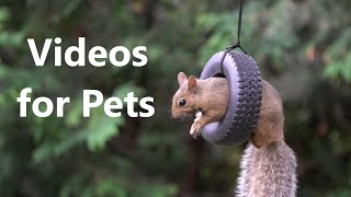 Squirrels Playing on the Tire Swing - 10 Hour Video for Pets - June 14, 2023