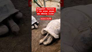 Odense Zoo #zoo #shorts #shortsviral #shortvideo #shortsfeed #ytshorts #video #viral #viralvideo