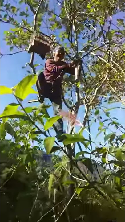 Pikat pleci gunung sawal