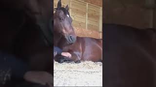 Very Funny Horse Farted Cant Stop Laughing