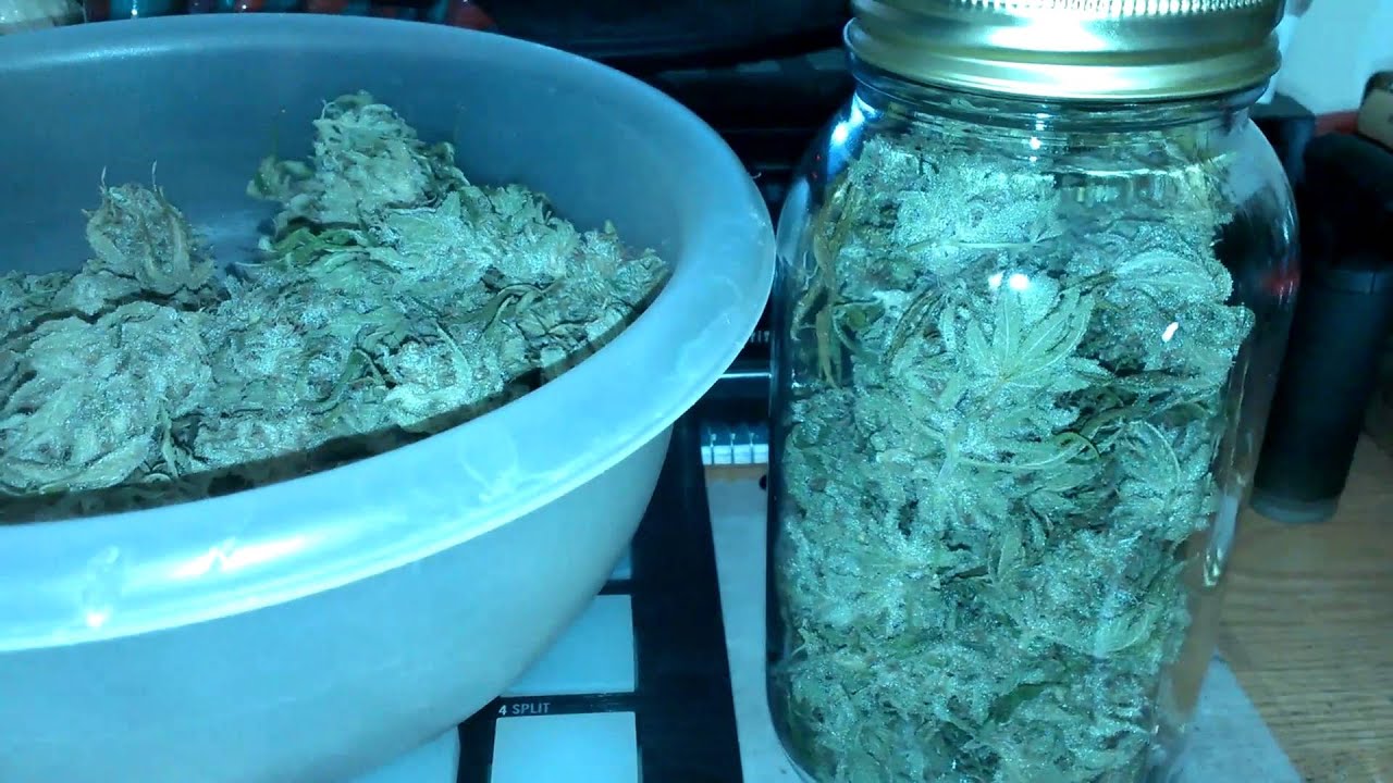 Kosher Kush x Sour Diesel HARVEST & Giveaway Info (Closed) YouTube