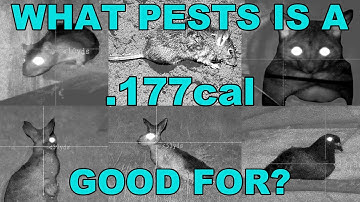 Pest Control No 57 What can a .177 handle?