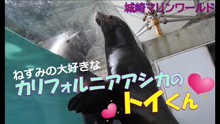 カリフォルニアアシカのトイくん城崎マリンワールド