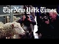 The Story of Dolly the Cloned Sheep | Retro Report | The New York Times