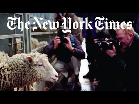 Video: Dolly The Sheep Did Not Suffer From Early Senile Diseases, Scientists Say - Alternative View