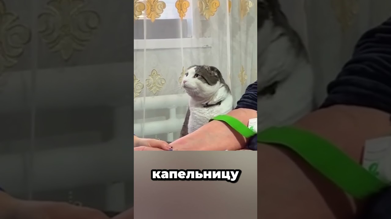 Заботливая Катейка