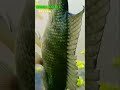Gulung benang dapat ikan