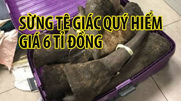 Cận cảnh bắt 5kg SỪNG TÊ GIÁC 6 tỉ đồng nhập lậu qua TÂN SƠN NHẤT