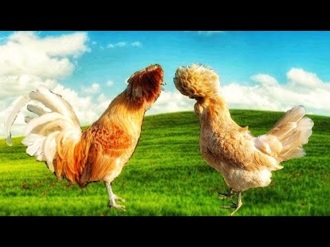 Best Chicken Breed For Backyard 🐔🐓| Information about Polish Chicken Breed 🐔🐓 - HD