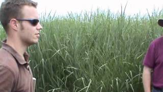Switchgrass biomass strategies