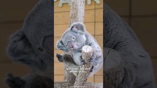 Koala Bears Are Not Bears At All