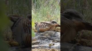 Perdiz roja salvaje. #birds #hunting #wildlife