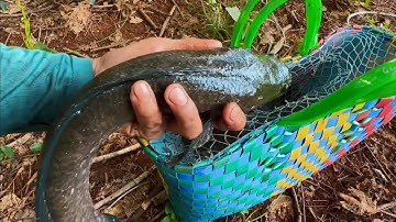 Chia sẻ bí quyết đặt lờ cá lóc mùa mưa bão không cần mồi 