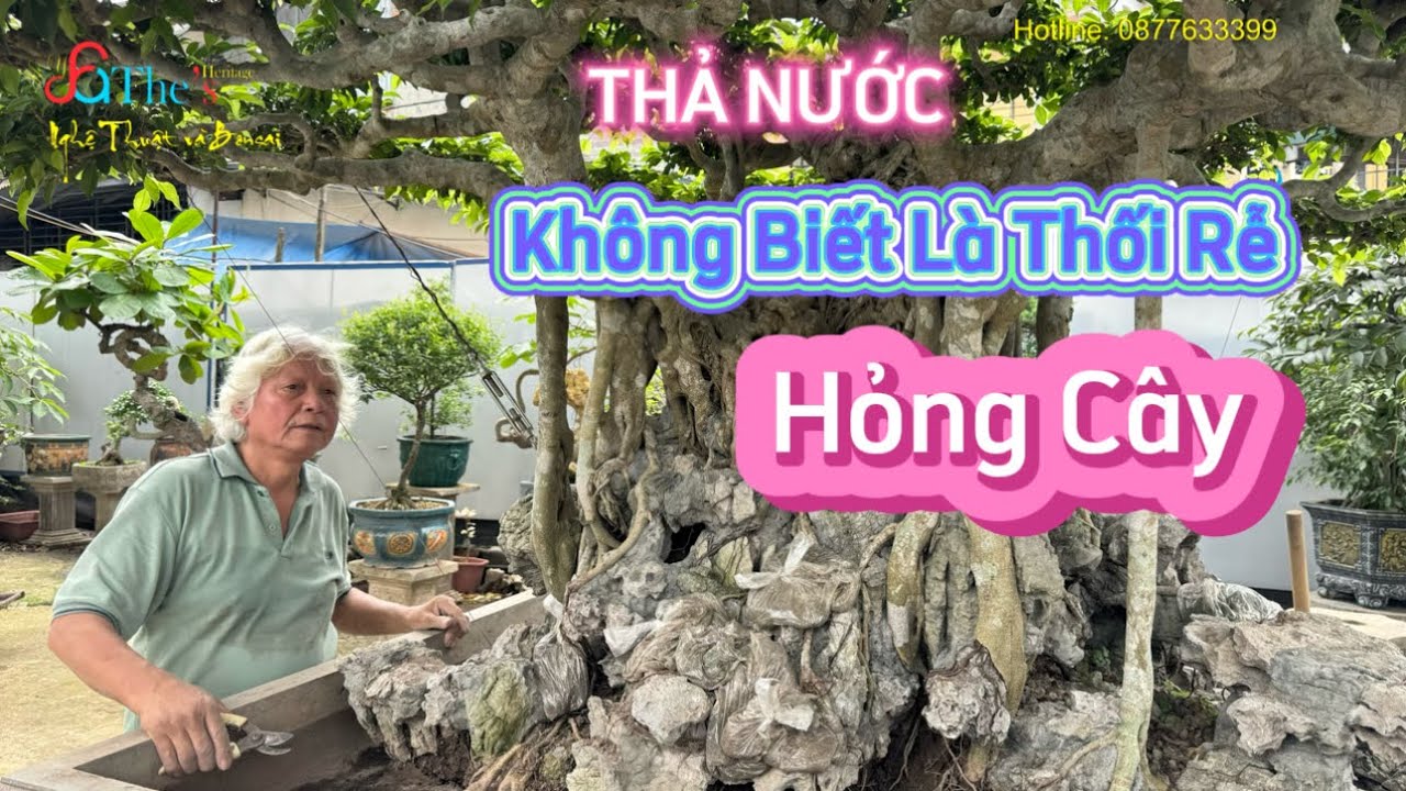 Nghệ nhân Tình Bạc chia sẻ bí quyết thả nước cây Sanh Cổ nuôi đất nhiều năm, ai cũng nên biết