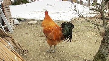 『風の波紋』劇場予告篇