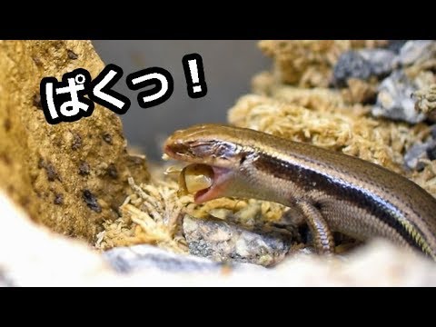 トカゲ 飼い 方