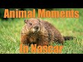 Animal Moments In Nascar