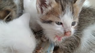Kittens Creating Sweet Voices While Eating Food || Ugly But Adorable Faces ||