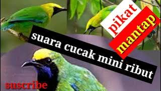 suara burung cucak mini ribut/pikat..