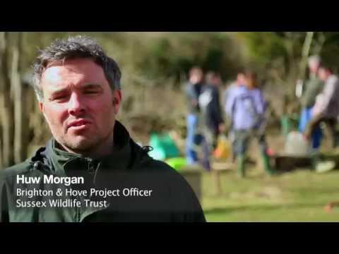 Sussex Wildlife Trust