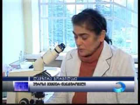 წითელ წიგნში შესული კოლხური ბზა გადაშენების პირასაა