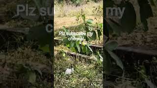 gopalpur location all ganjam dist plot available any intrest person plz contact me 6371234014