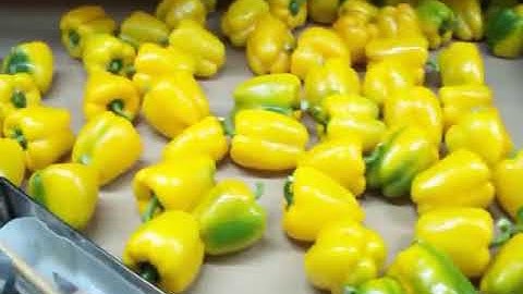 Bell pepper sorting machine 1