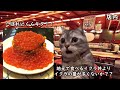 初めてなごやか亭に行った時の話 #猫ミーム #猫マニ