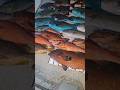 【素潜り魚突き】2026年4月14日【spearfishing in JAPAN】 #奄美 #魚突き #spearfishing