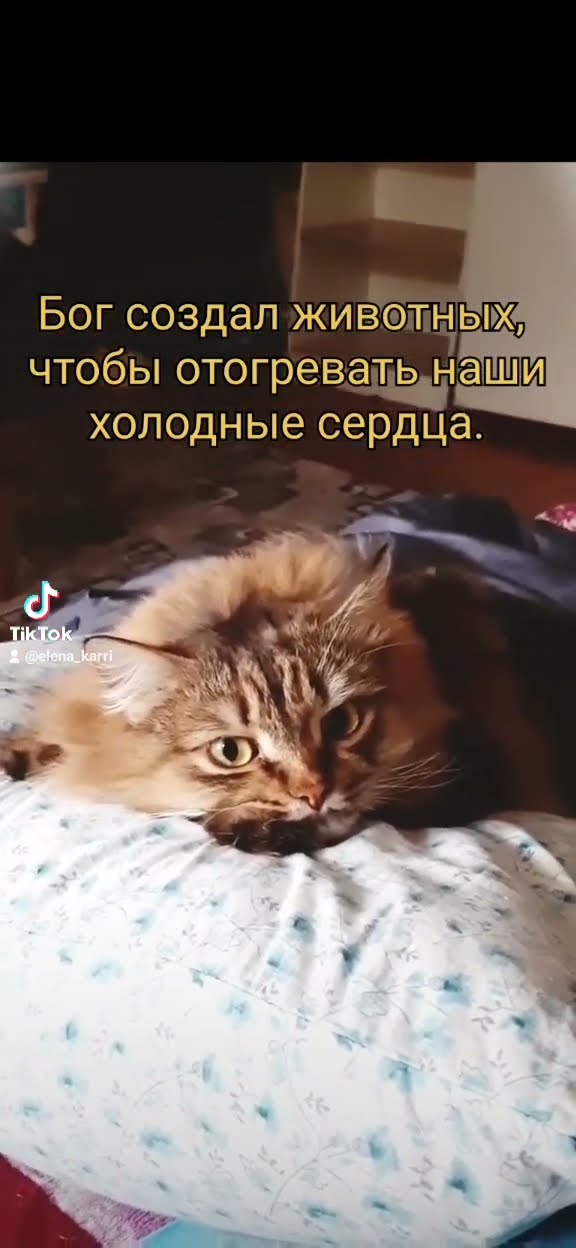 Добрый кот - YouTube