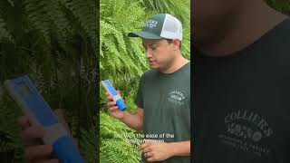 🌿 Avoid Over-Fertilizing Your Ferns!