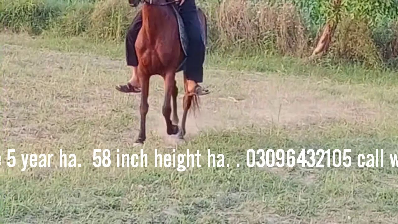 Horse for sale in Pakistan YouTube