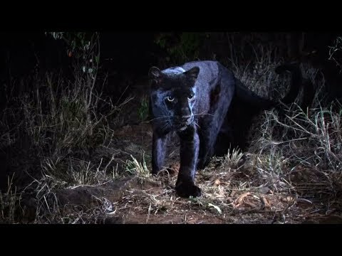 Video: Haben schwarze Panther Flecken?