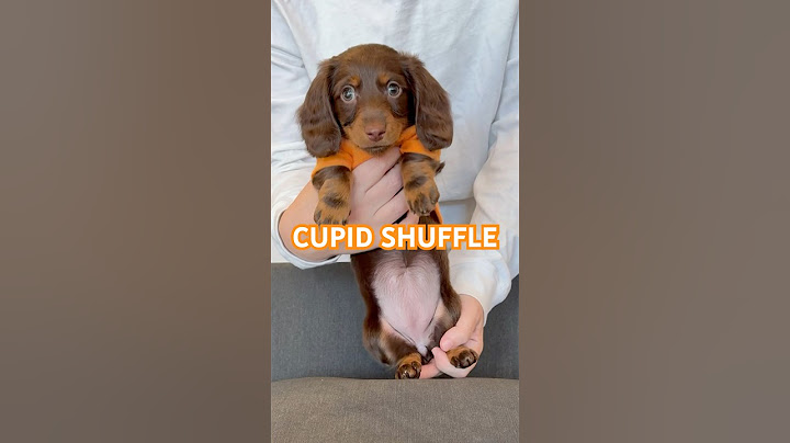PUPPY CUPID SHUFFLE #minidachshund #dachshundpuppy #puppy #dachshund #cutedog #cutepuppy #dance #dog