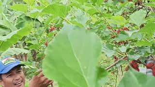 Rainy Morning Mulberry Picking at Luinab Mulberry Hills ..@NaiahYabes