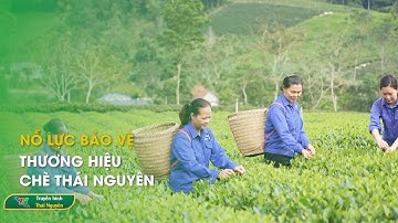 Nỗ lực bảo vệ thương hiệu chè Thái Nguyên | Thái Nguyên TV