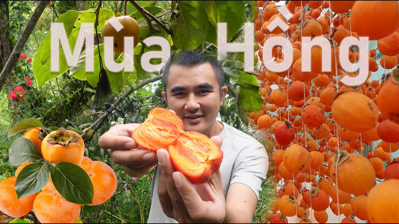 10.000 quả Hồng được treo trên dây và sự thật bất ngờ trong Vườn Hồng | Vườn Hồng Treo Gió Đà Lạt