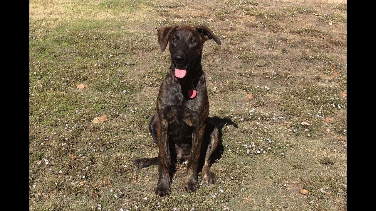 Tulsa Dog Training Brutus Dutch Shepherd / Greyhound Dog Training