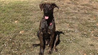 Tulsa Dog Training - Brutus - Dutch Shepherd / Greyhound Dog Training