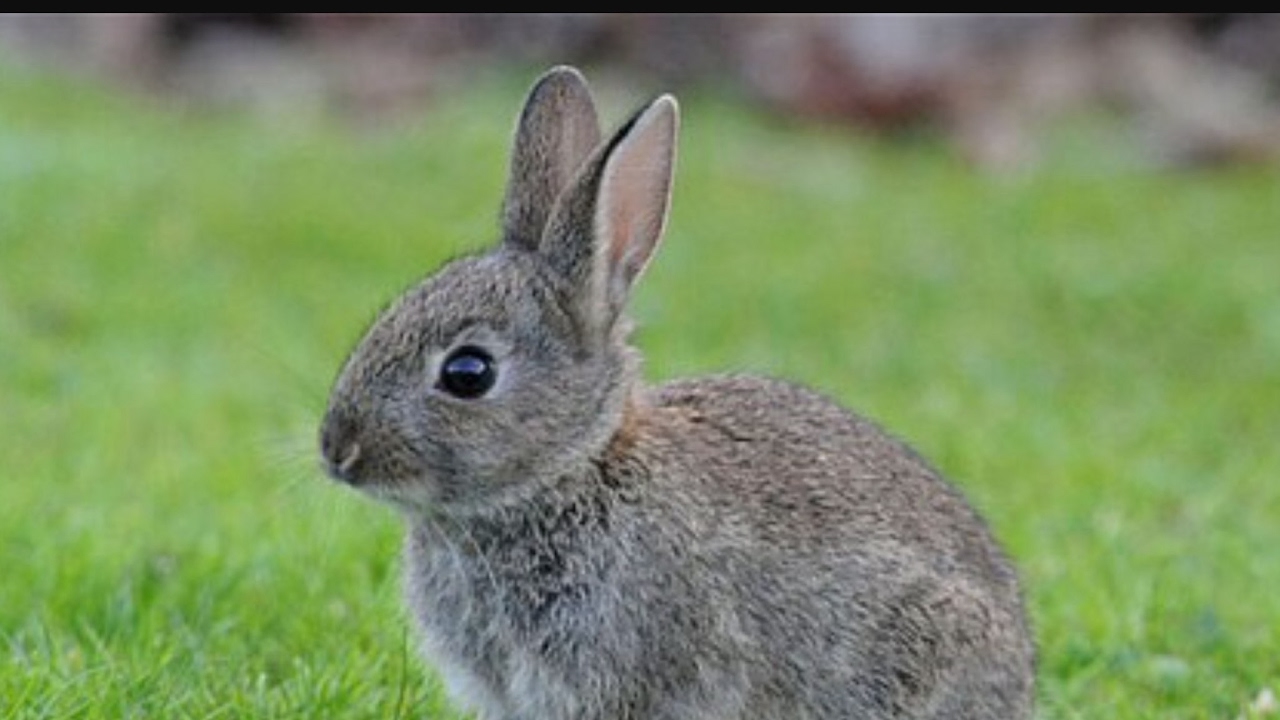 Osrs Rabbit