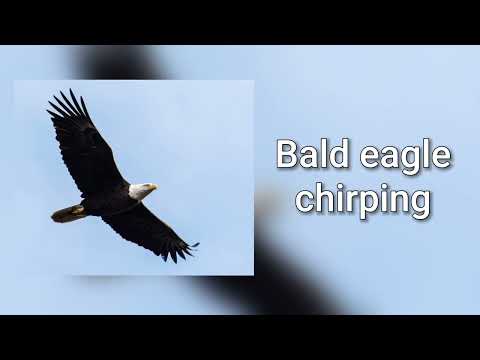 Sound of bald eagle chirping