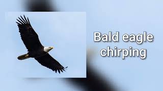 Sound of bald eagle chirping