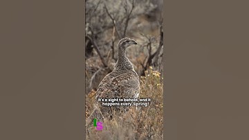 Facts About the Greater Sage Grouse