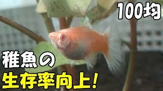 アクアリウム グッピー 稚魚の生存率を１００均のアイテムで簡単に上げる方法 Youtube