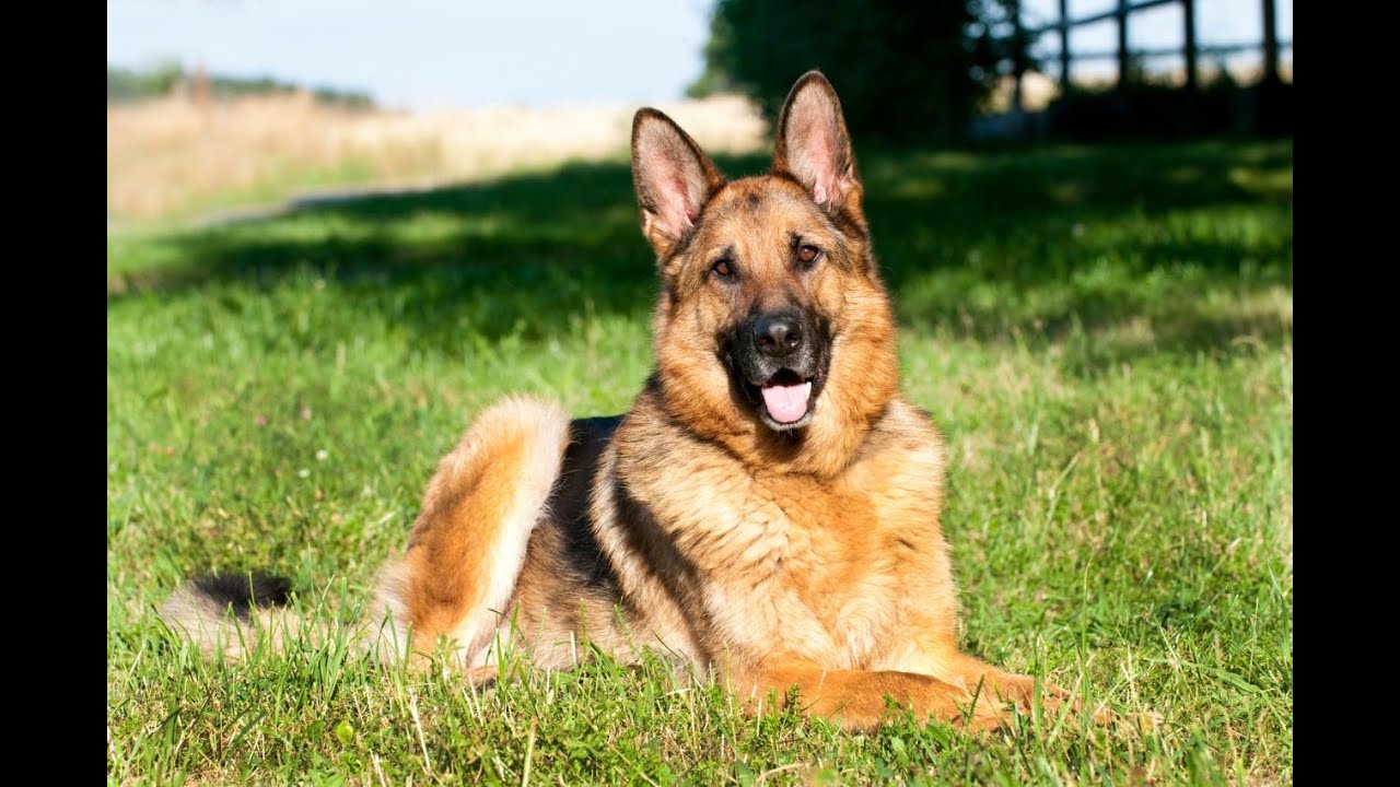 Berger Allemand Tout Savoir Sur Cette Race De Chien German Shepherd Vf