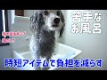 🐶うちはこんな風に犬をお風呂に入れてます。100均グッズで時短!?【トイプードルのグリィ】【犬】【dog】【toy poodle】