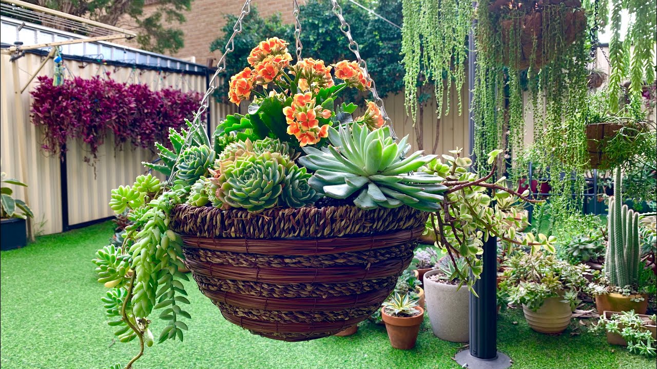 Succulent Hanging Basket Hanging Garden Hanging Plants Plants For Hanging Baskets