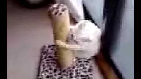 Watch the video about White Japanese Bobtail Cat