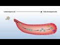 Лейкемия / Лейкоз (Leukaemia). Базовые вещи.