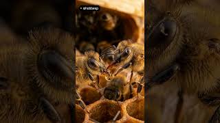 Por qué Abejas Obreras NO se Reproducen 🐝 | Hamilton Explicado